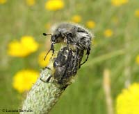 tropinota hirta