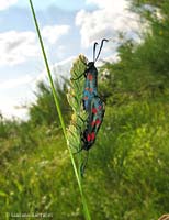 zygaena filipendula zygaena filipendula