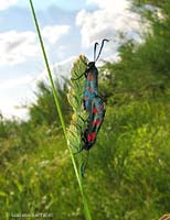 zygaena filipendula