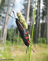 falena bicolore zygaena filipendula