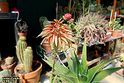 Aloe arborescens in fiore - Asphodelaceae