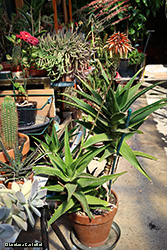 Aloe arborescens - Asphodelaceae