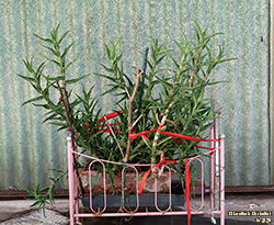 Aloe arenicola 2020 - Asphodelaceae