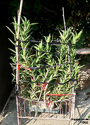 Aloe arenicola 2022 - Asphodelaceae