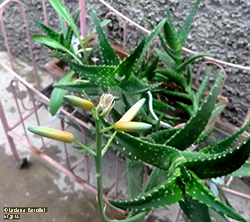 Aloe arenicola 2014 - Asphodelaceae