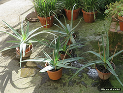 Cinque vasi di Aloe vera - Asphodelaceae