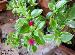 Aptenia cordifolia - Aizoacee