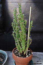 Austrocylindropuntia subulata - Cactacee