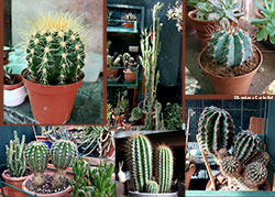 mix piante grasse