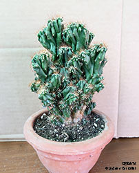 Cereus peruvianus monstruosus - Cactacee