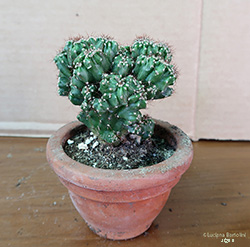 Cereus peruvianus monstruosus - Cactacee