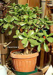 Crassula 2022 - Crassulaceae