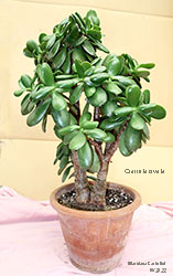 Crassula ovata 2022 - Crassulaceae