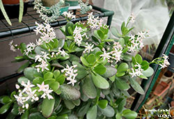 Crassula ovata 14-1-2021 - Crassulaceae