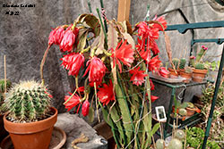 Disocactus ackermannii a Maggio 2022 - Cactacee