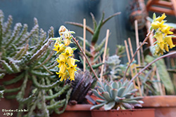 Echeveria in fiore - Crassulaceae