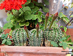 Echinopsis con 4 boccioli - Cactaceae