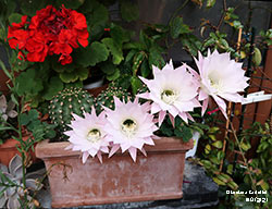 Echinopsis con fiori appena sbocciati - Cactaceae