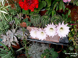 Echinopsis con fiori appena sbocciati - Cactaceae