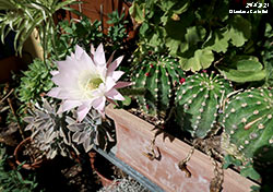 Echinopsis con un fiore - Cactaceae