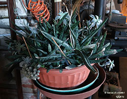 Gasteria carinata - Asphodelaceae