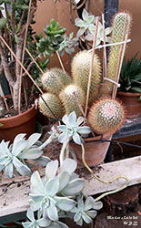Graptopetalum con cactus - Crassulaceae