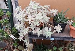 Graptopetalum paraguayense - Crassulaceae