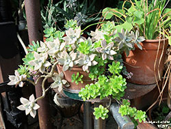 Graptopetalum paraguayense - Crassulaceae