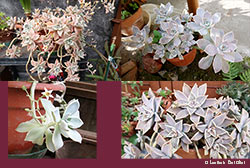 Alcune piante di Graptopetalum paraguayense