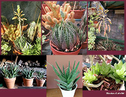 mix piante grasse