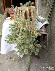 mammillaria prolifera - Cactacee