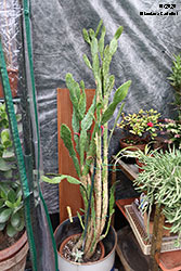 Opuntia monacantha