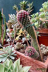 mix piante grasse