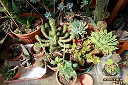mix piante grasse