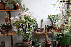 Crassula ovata - Crassulaceae