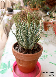 Aloe humilis - Asphodelaceae 