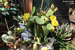 Opuntia - Cactaceae