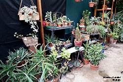 mix piante grasse
