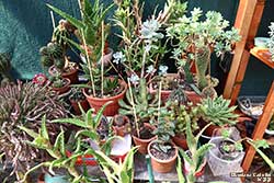 mix piante grasse