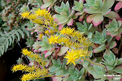 Sedum palmeri - Crassulaceae