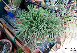 Stapelia variegata - Apocynaceae