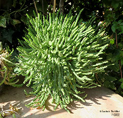 Stapelia variegata - Apocynaceae