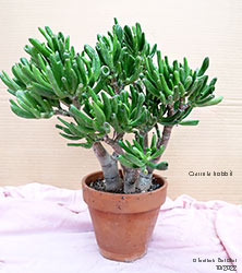 Crassula 2022 - Crassulaceae