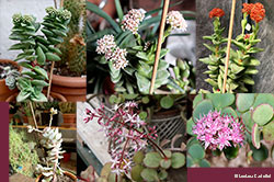 fiori di piante grasse