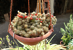 mammillaria prolifera - Cactacee