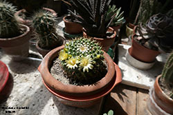 pianta grassa con fiori gialli - Cactacee