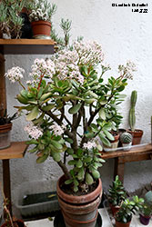 Crassula ovata in fiore - Crassulaceae