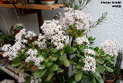 Crassula ovata in fiore - Crassulaceae