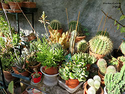 mix piante grasse