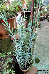 senecio serpens - Asteraceae